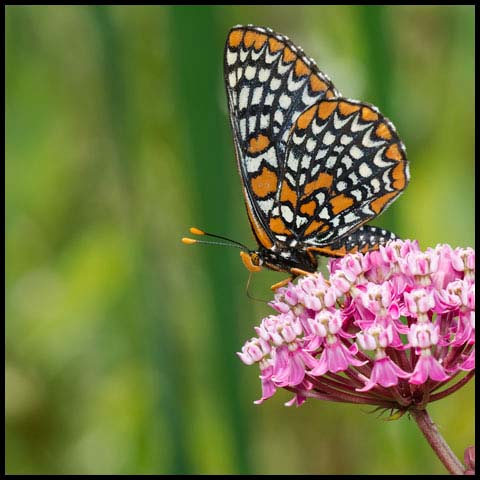 Baltimore Checkerspot