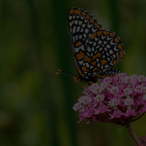 Baltimore Checkerspot