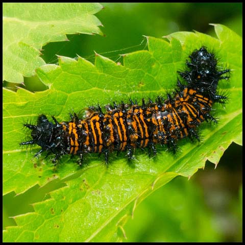 Baltimore Checkerspot