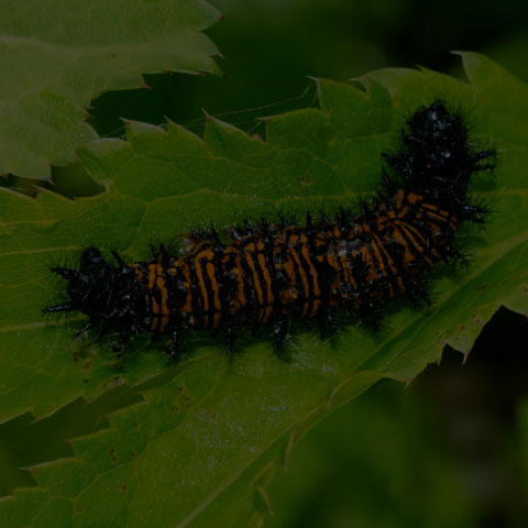 Baltimore Checkerspot