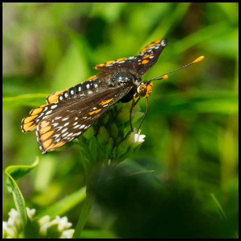 Baltimore Checkerspot