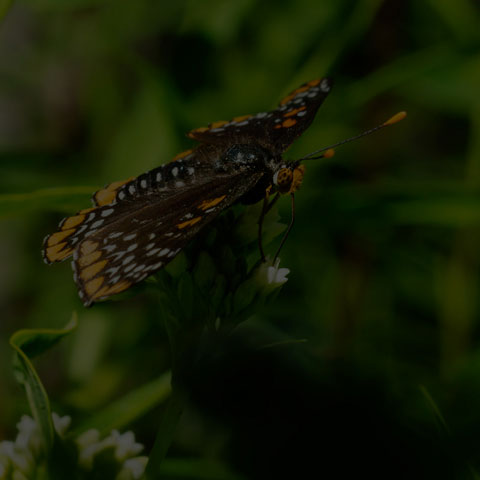 Baltimore Checkerspot