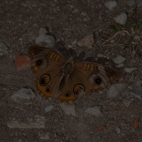 Common Buckeye