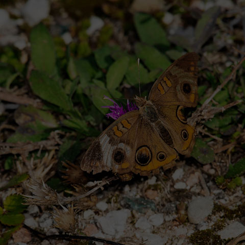 Common Buckeye