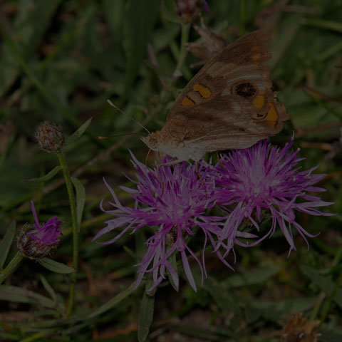 Common Buckeye