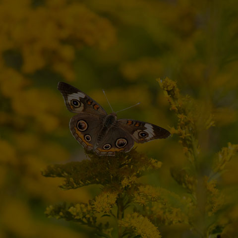 Common Buckeye