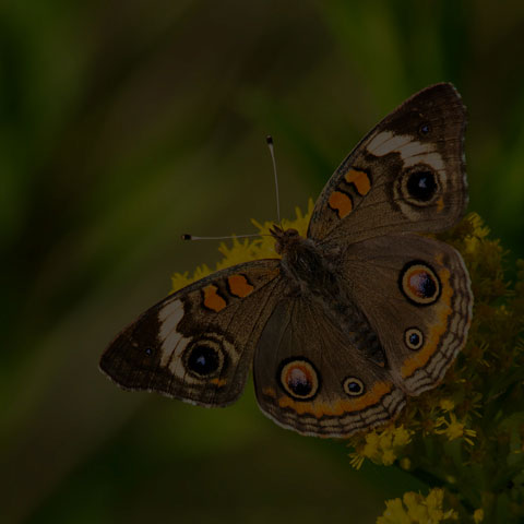Common Buckeye
