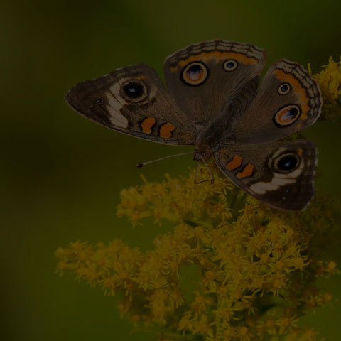 Common Buckeye