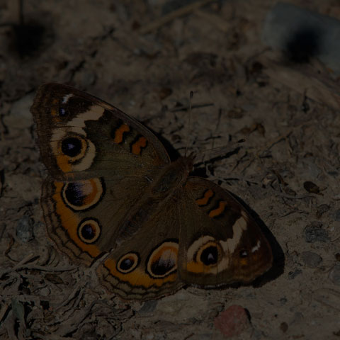 Common Buckeye