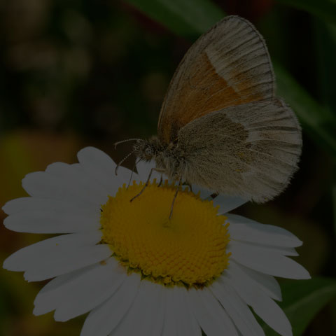 Common Ringlet