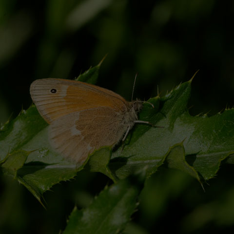 Common Ringlet