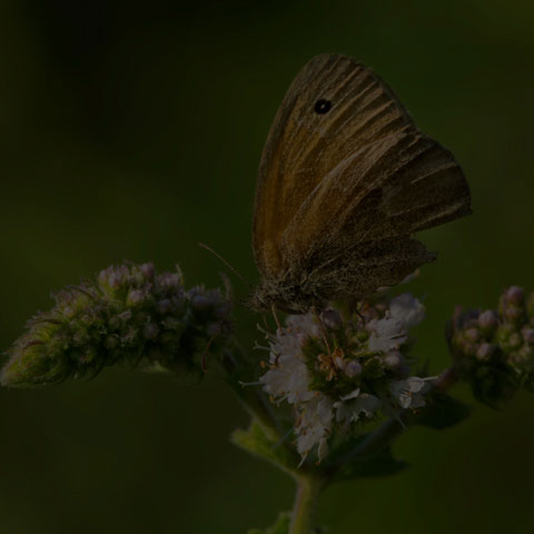 Common Ringlet