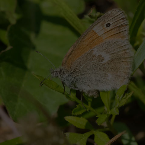 Common Ringlet