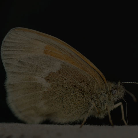 Common Ringlet