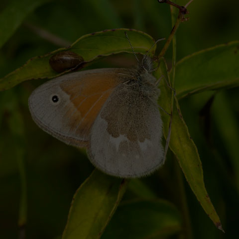 Common Ringlet