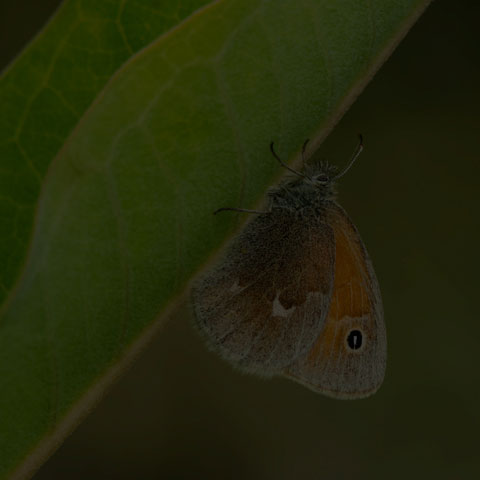Common Ringlet