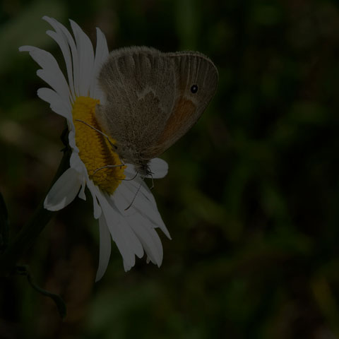 Common Ringlet