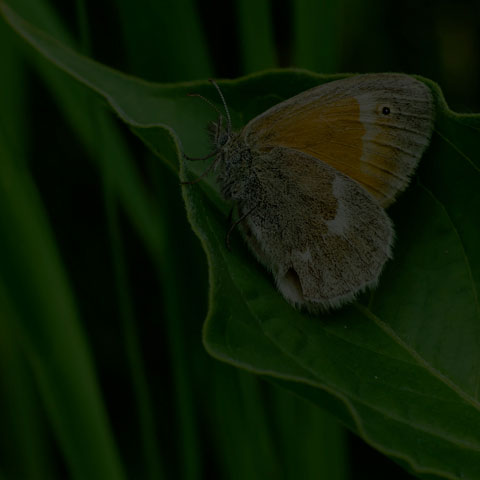 Common Ringlet
