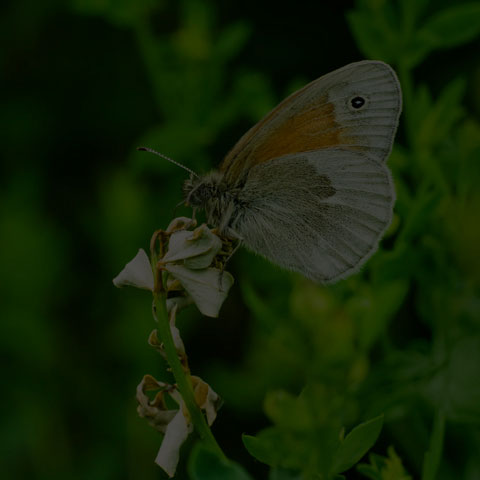 Common Ringlet