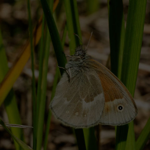 Common Ringlet