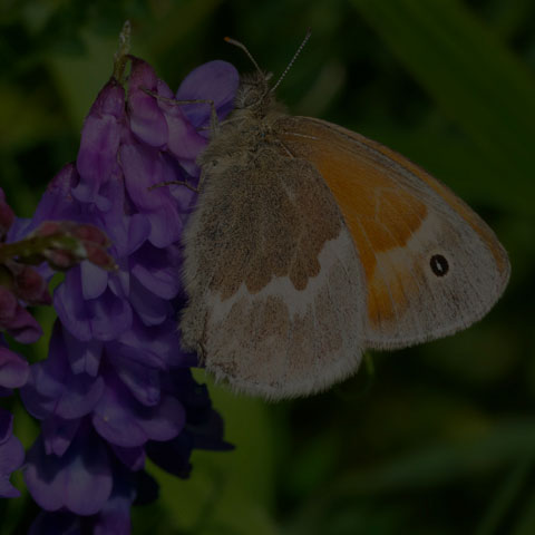 Common Ringlet