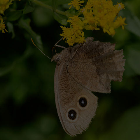 Common Wood-nymph