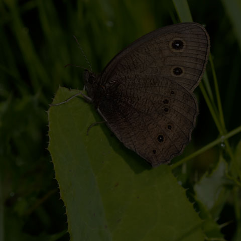 Common Wood-nymph