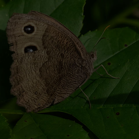 Common Wood-nymph