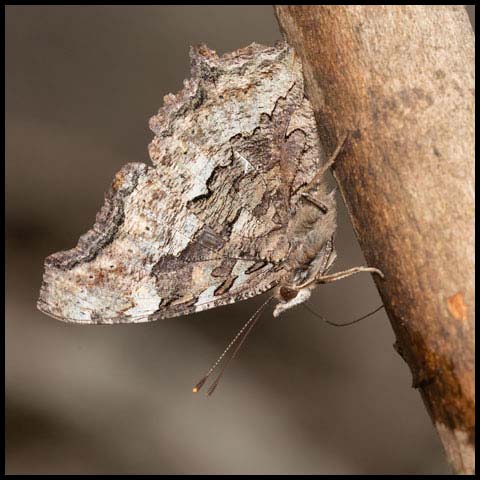 Compton Tortoiseshell