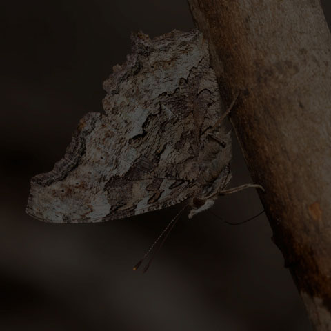 Compton Tortoiseshell