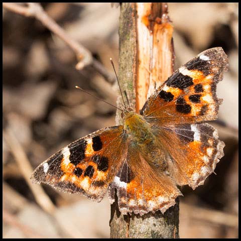 Compton Tortoiseshell