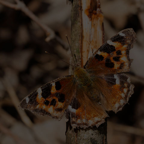 Compton Tortoiseshell