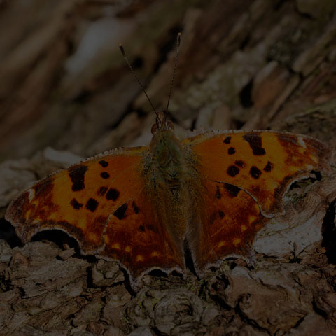 Eastern Comma