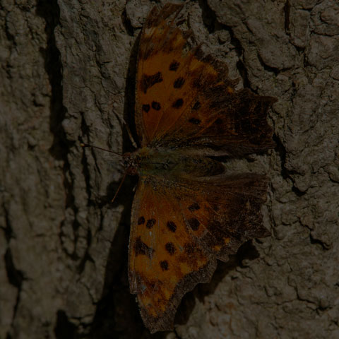 Eastern Comma