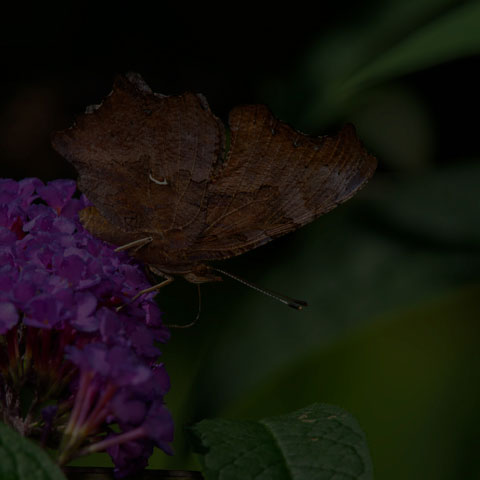 Eastern Comma