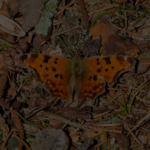 Eastern Comma