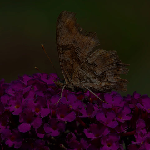 Eastern Comma