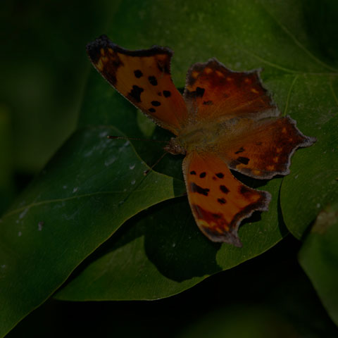 Eastern Comma