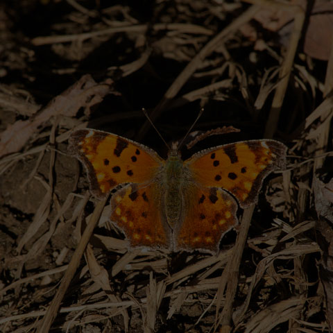 Eastern Comma