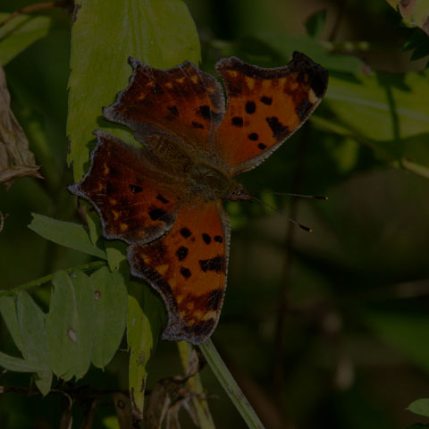 Eastern Comma