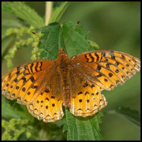 Great Spangled Fritillary