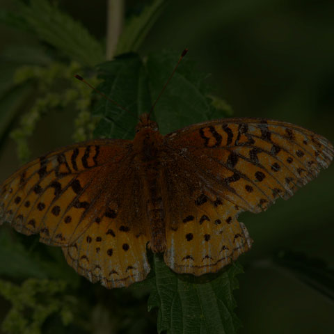 Great Spangled Fritillary