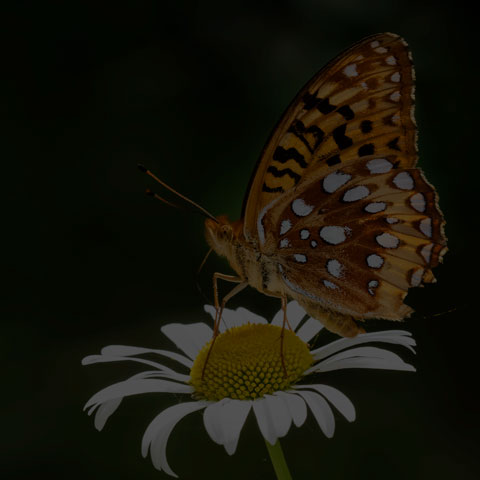 Great Spangled Fritillary