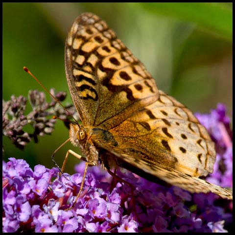 Great Spangled Fritillary