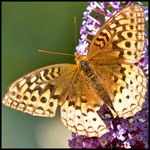 Great Spangled Fritillary