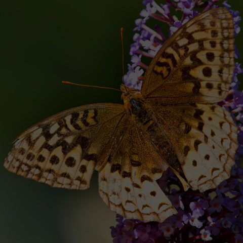 Great Spangled Fritillary