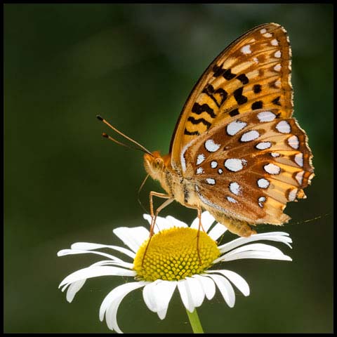 Great Spangled Fritillary
