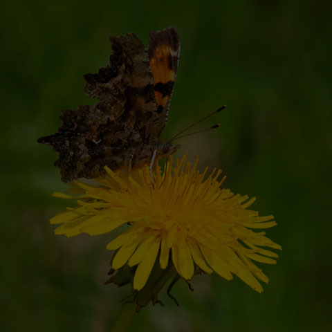 Green Comma