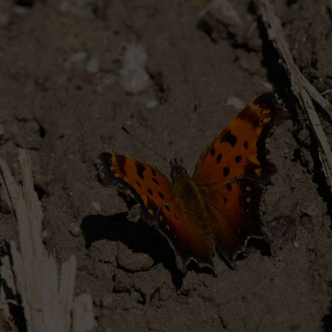 Grey Comma