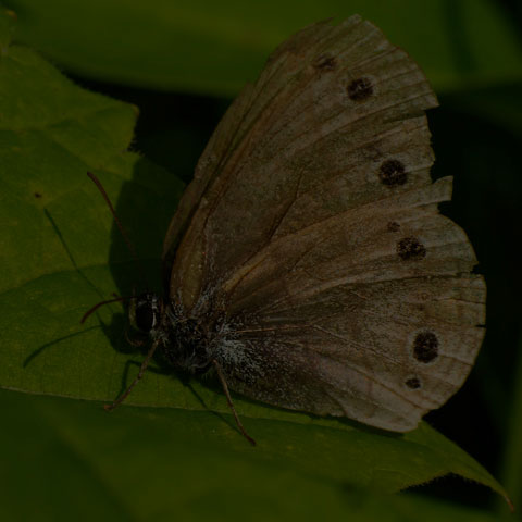 Little Wood Satyr